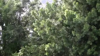 Adriana Nicole In A Forty Eight Minute Interracial Anal Sex Video!