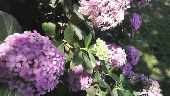 Ana Foxxx Heads Into The Bushes To Flash Us!