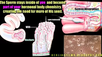 Open Your Ass For Cock Sissy Anal Trainer Video!