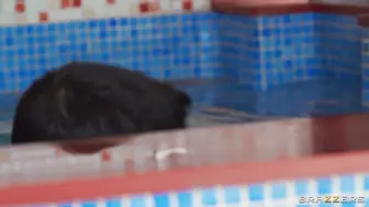 Venezuelan Sara Retali At A Spa Day Sucking And Fucking Two Big Cocks!