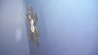 Bobbi Starr Is Happy Sucking A Big Black Cock At A Glory Hole!